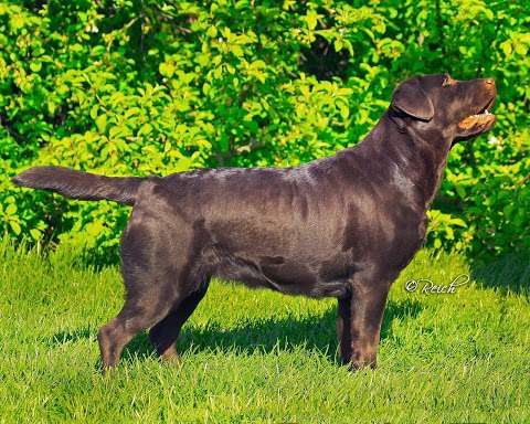 Jasmaya Labradors Jasmaya Labradors